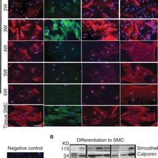 Immunostaining Of Adipose Derived Stem Cells ADSCs During Weeks 1 6