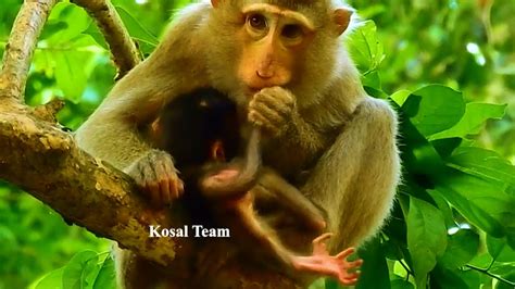 Katrina Is Really Good Mum Monkey She Loves Caring Well Of Her Baby