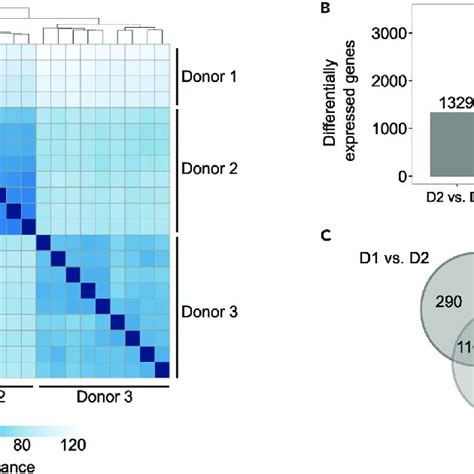 Vascular Smooth Muscle Cells Display Donor Specific Basal Gene