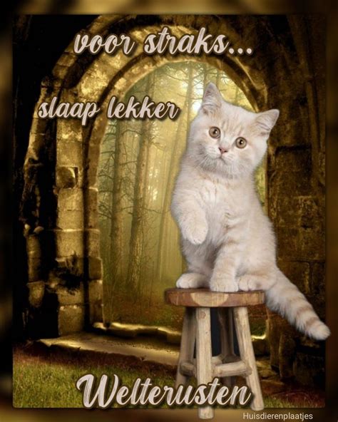 Pin Van Janny L Cats Op Slaap Lekker Welterusten Slaap Lekker