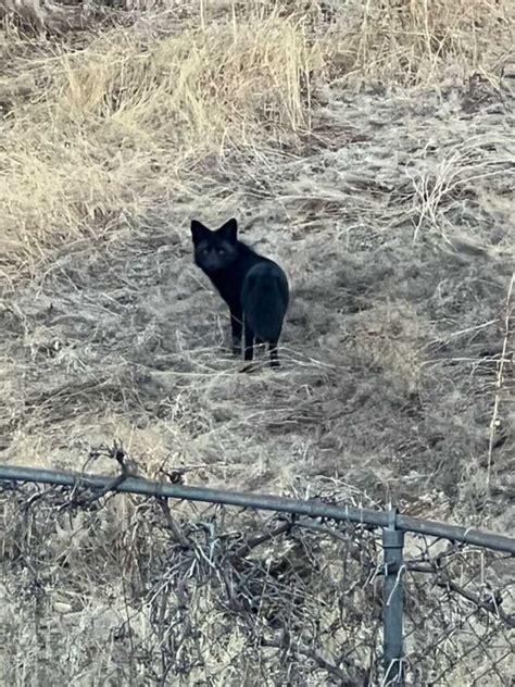 Rare Black Fox Sighted Outside of Denver, Colorado - Keefner Website