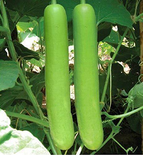 Maliagarden Long Bottle Gourd Calabash Lauki Ghiya Lau Hybrid