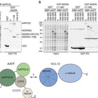 Depletion Of AATF Impairs Nucleolar Steps Of 40S Ribosomal Subunit