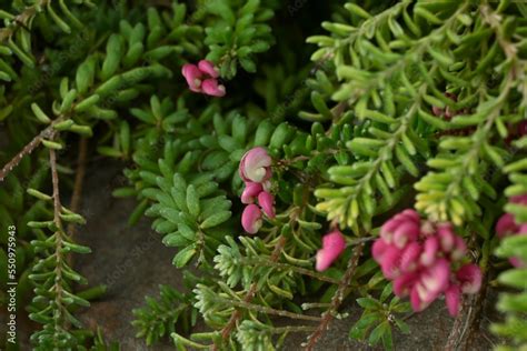 Grevillea Lanigera Woolly Grevillea Flowers A Succulent Plant