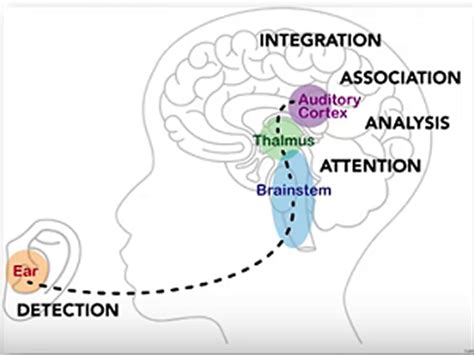 Auditory Processing Disorder Causes Symptoms Diagnosis Test Treatment