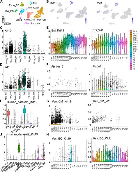 Frontiers Keratin Krt Is A Novel Marker Gene For Epicardial Cells