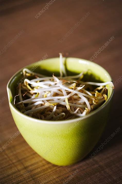 Soybean Sprouts Stock Image C Science Photo Library