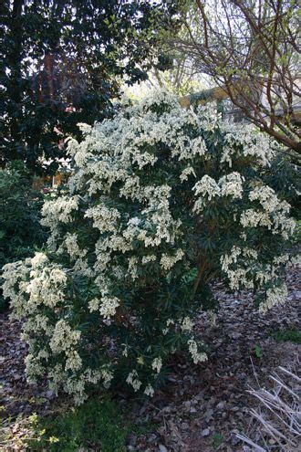 Evergreen Flowering Shrubs Zone 7 - Thuem Garden Plant