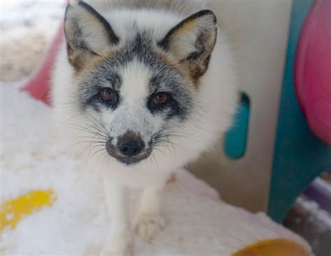 How AI-Generated Articles Are Hurting Marble Foxes - Exotic Pet Wonderland