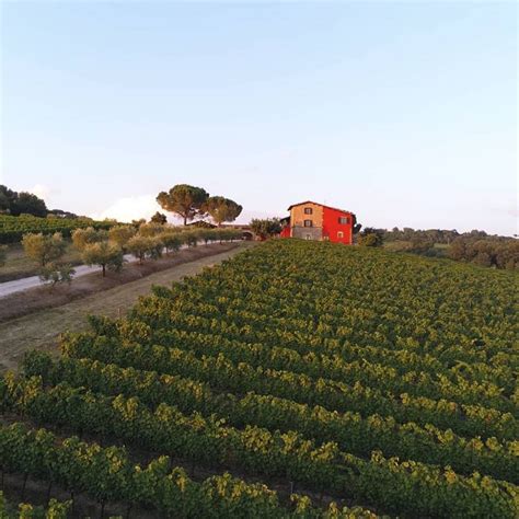 Terre Margaritelli Nella Terra Del Torgiano Gambero Rosso