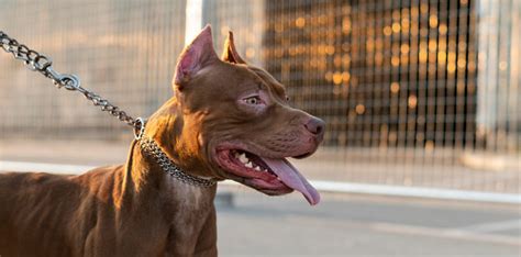 Tenencia de animales peligrosos Reconocimientos médicos en Zaragoza