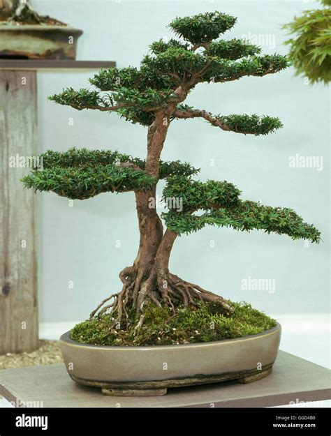 Bonsai Taxus Baccata Please Credit Photo Hortn Of E Bonsai