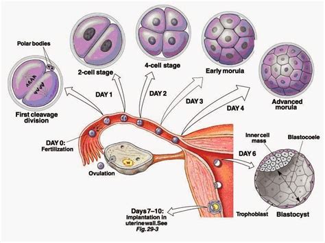 Peristiwa Yang Terjadi Selama Fertilisasi Pada Hewan Adalah - Homecare24