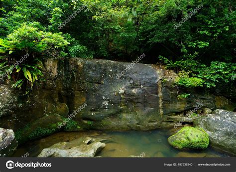 Jungle Iriomote Island – Stock Editorial Photo © makieni777 #197538340