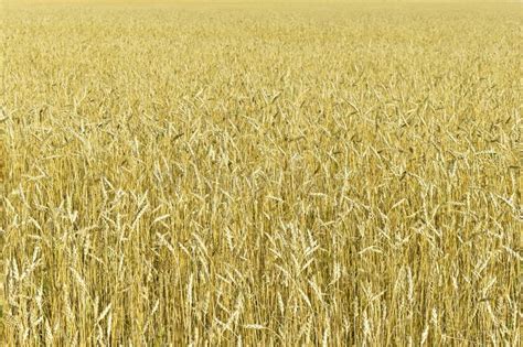 Wheat Field in Autumn before Harvest. Stock Photo - Image of branches ...