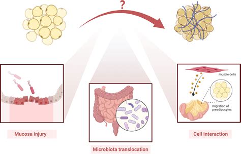 Frontiers Fibrosis In Fat From Other Diseases To Crohns Disease