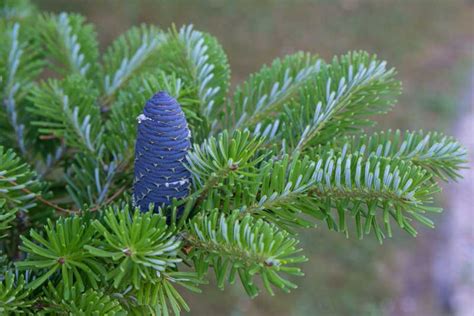 Abies koreana 'Blue Emperor' (Korean Fir)