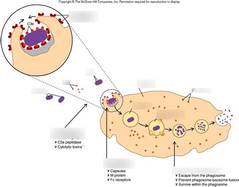 Phagocytosis diagram Diagram | Quizlet