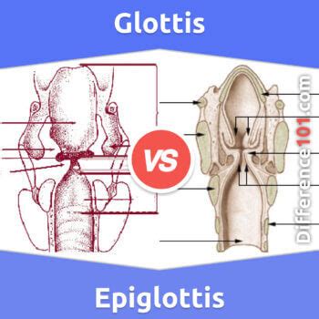 Glottis vs. Epiglottis: 5 Key Differences, Pros & Cons, Similarities | Difference 101