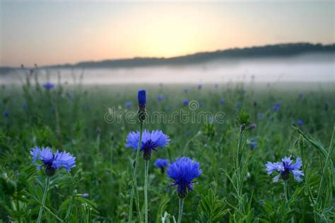 Blue Flowers Against the Sunrise Stock Image - Image of landscape, blue ...