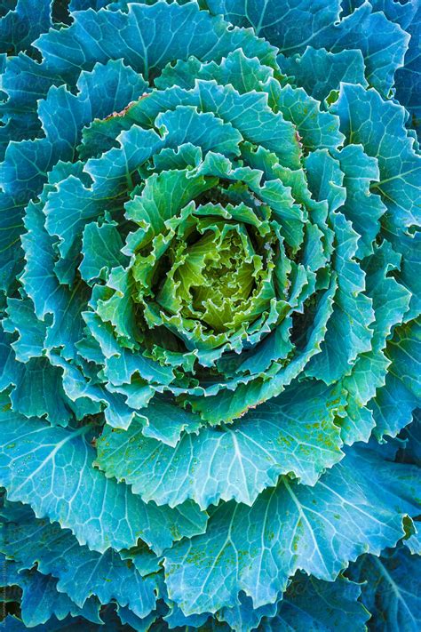 "Ornamental Cabbage" by Stocksy Contributor "ALAN SHAPIRO" - Stocksy