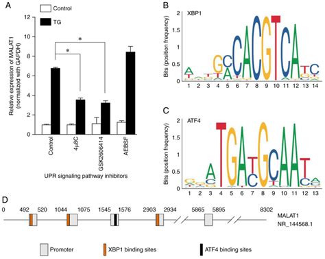 Thapsigargin Promotes Colorectal Cancer Cell Migration Through