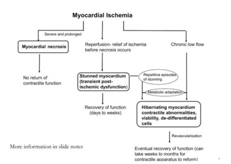 Pathology Of Ischemic Heart Disease And Myocarditis Flashcards Quizlet