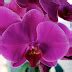 Repotting a Phalaenopsis Orchid - garden favorite