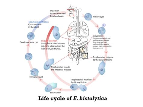 Daur Hidup Entamoeba Histolytica