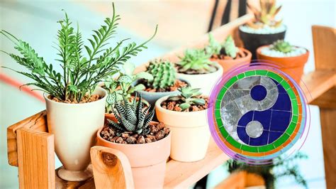 6 Plantas Que Debes Tener En Tu Casa Para Atraer La Abundancia Según El