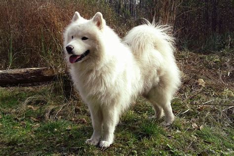 Samoyed Dog Temperament What You Should Know Petsmont