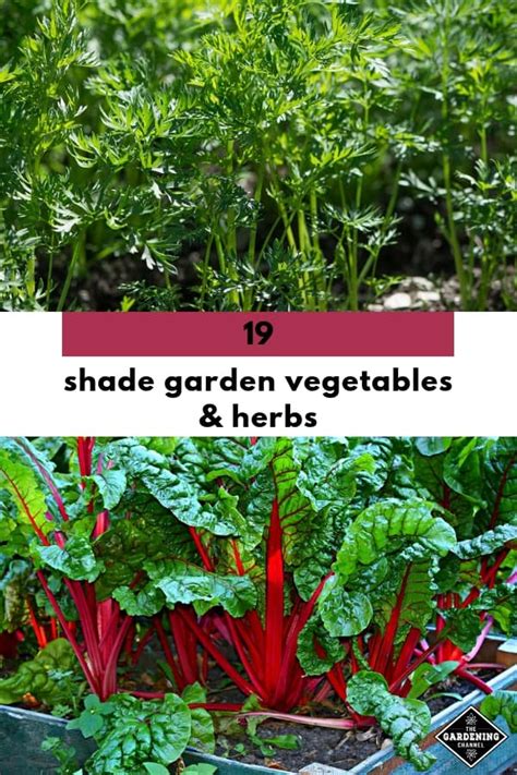 Growing Shade Garden Vegetables and Herbs - Gardening Channel