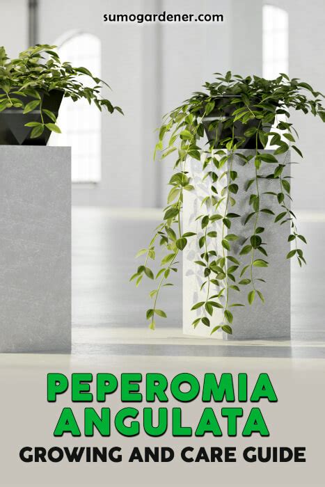 Peperomia Angulata Growing And Care Guide Sumo Gardener