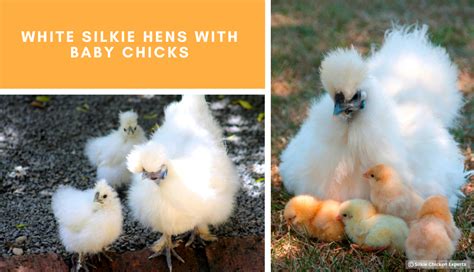 Baby Silkie Chickens - Complete Care Guide | Silkie Chicken Experts