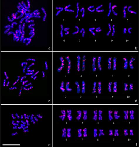 [solved] Question 4 Figure 1 Shows A Full Chromosome Complement In Course Hero