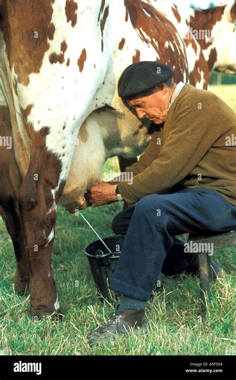 Man Milking A Cow Normandy France 1970s Stock Photo Alamy