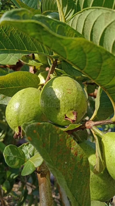 Guava And X28psidium Guajavaand X29 Has Pink Flesh And Seeds Stock Image