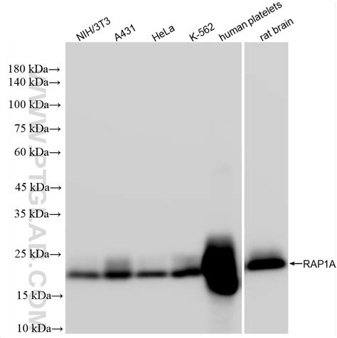 Rap A Antibody Pbs Proteintech