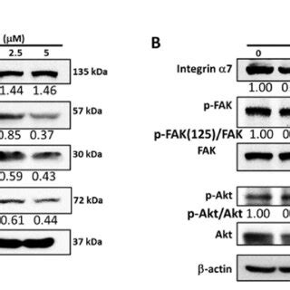 Effect Of BMBF On The Expression Of EMT Related Proteins MMP9