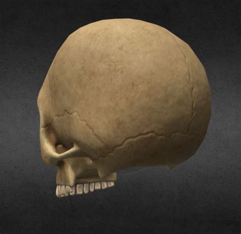 Human Skull 3d Model Turbosquid 1224207