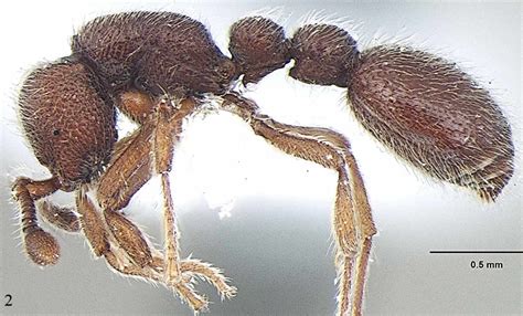 New Ant Species Discovered From Kerala Named After Evolutionary