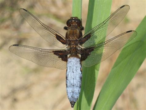 10 Animals With The Shortest Lifespans 10 Most Today