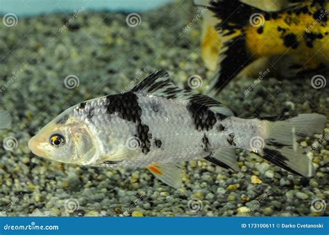 Freshwater Fish With Black Spot On Side Jarinriko