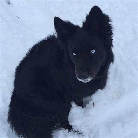 Me Gusta Comentarios Bella The Bordercollie Mutt Blue