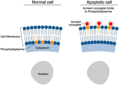 Annexin V Staining Thermo Fisher Scientific CN