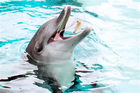 Dolphin Eating Fish Flickr Photo Sharing