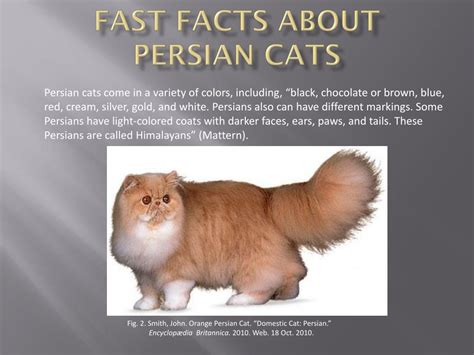 Ppt Fast Facts About Persian Cats Powerpoint Presentation Free