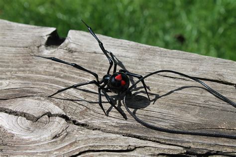 Spider Black Widow Pendant Blown Glass Spiderhanging Spider Etsy