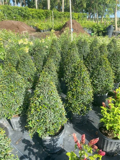 Eugenia Myrtifolia Topiary Cone Shape Inch Pot Etsy