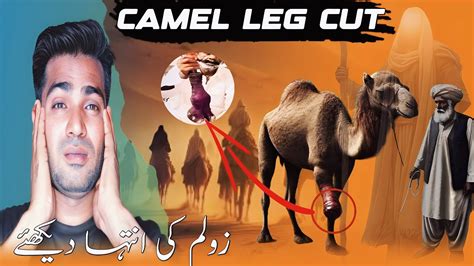 Camel Leg Cut Viral Video Sindh Mein Unt Ka Vakya Hazrat Saleh As